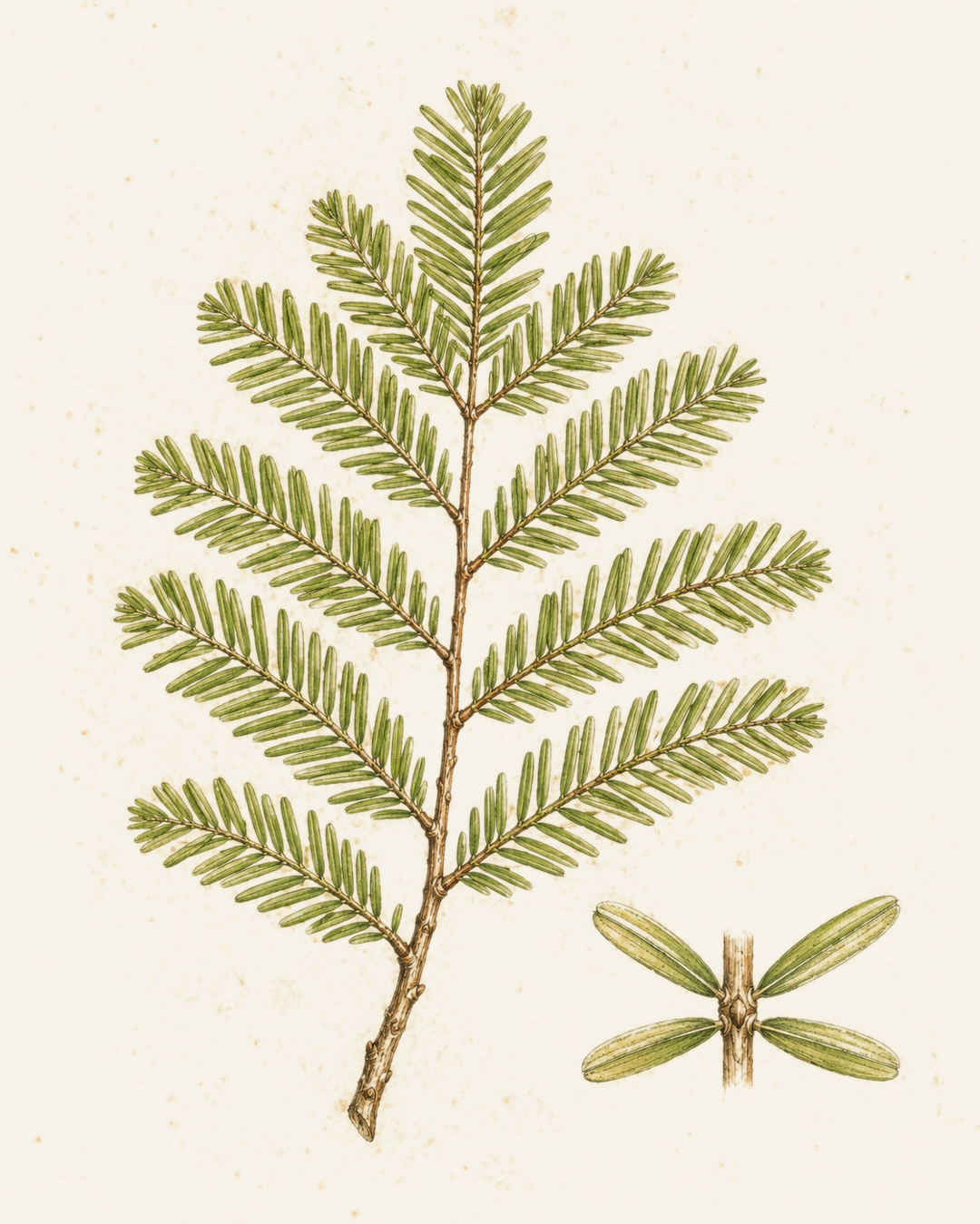 Dawn Redwood botanical illustration