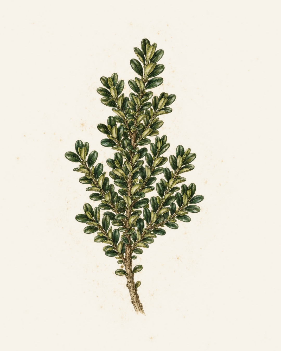 Boxwood botanical illustration