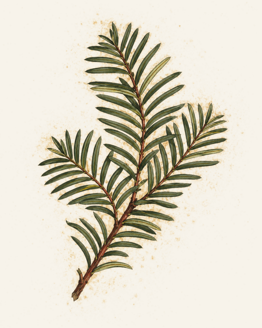 Japanese Yew botanical illustration