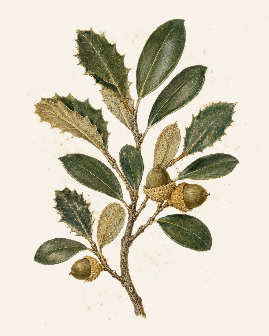 Canyon Live Oak botanical illustration