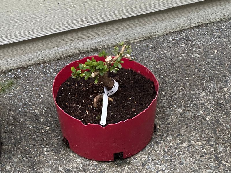 Boxwood 1 — Observation — 2023-03-07