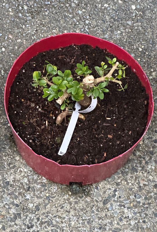 Boxwood 1 — Observation — 2023-03-07