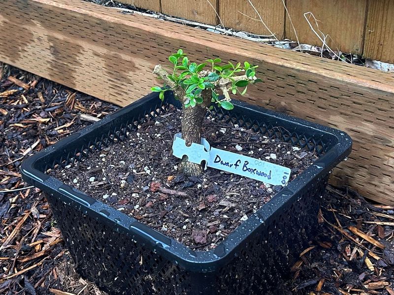 Boxwood 1 — Observation — 2023-03-20