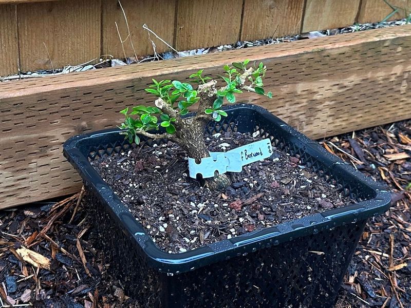 Boxwood 1 — Observation — 2023-03-20