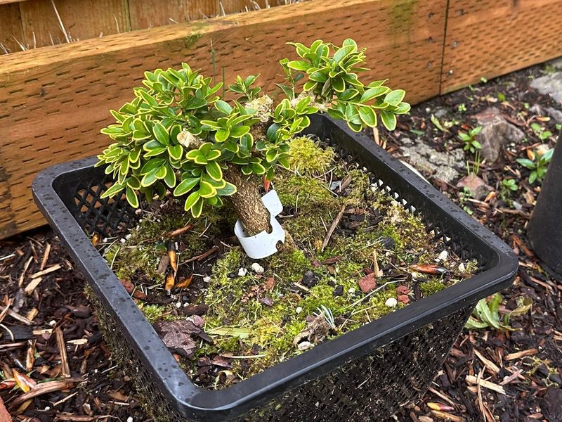 Boxwood 1 — Observation — 2024-04-05