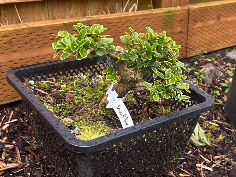 Boxwood 1 — Observation — 2024-04-05