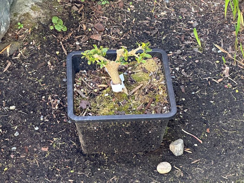 Boxwood 1 — Observation — 2024-04-22