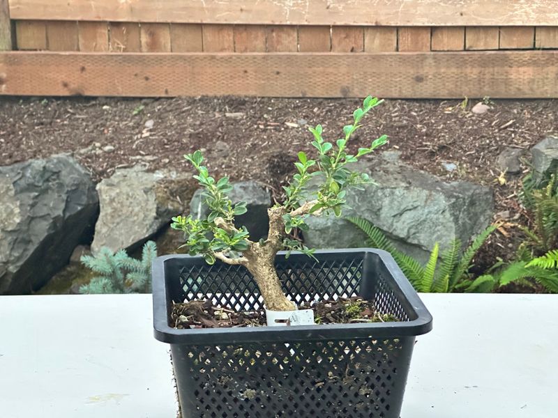 Boxwood 1 — Observation — 2025-07-14