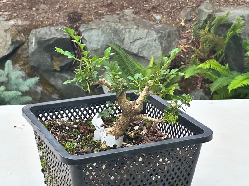 Boxwood 1 — Observation — 2025-07-14