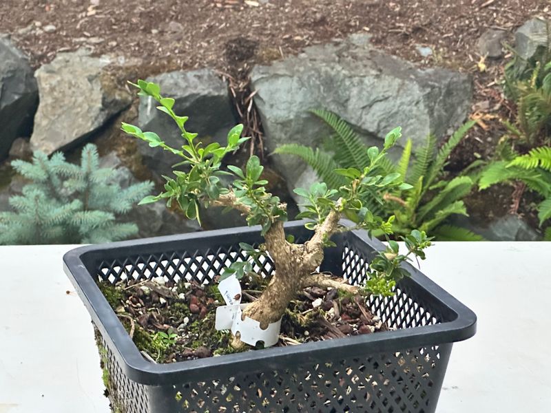 Boxwood 1 — Observation — 2025-07-14