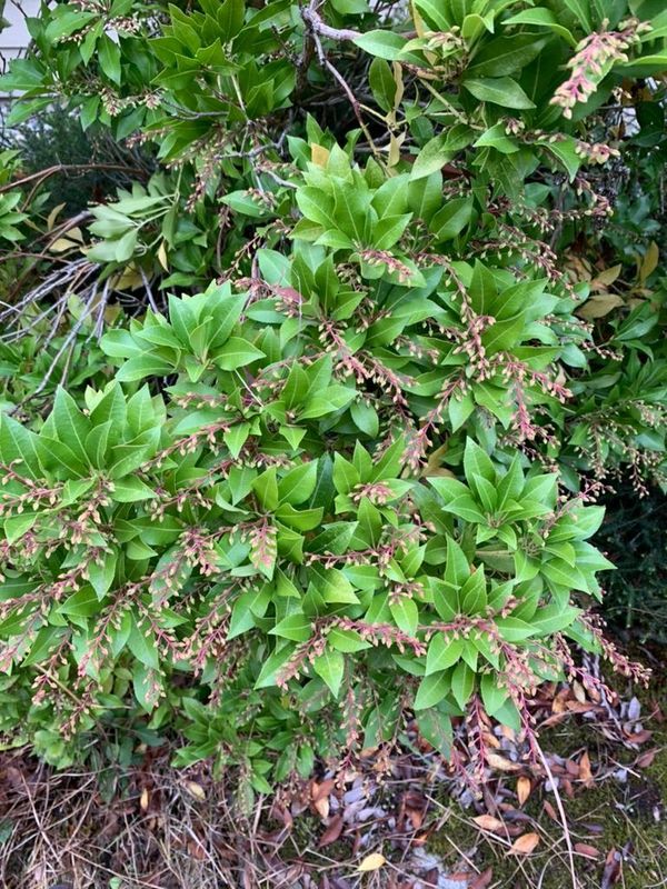 Japanese Andromeda 2 — Prune — 2021-10-09