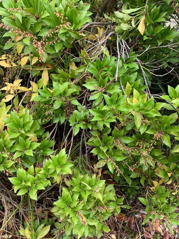 Japanese Andromeda 2 — Prune — 2021-10-09