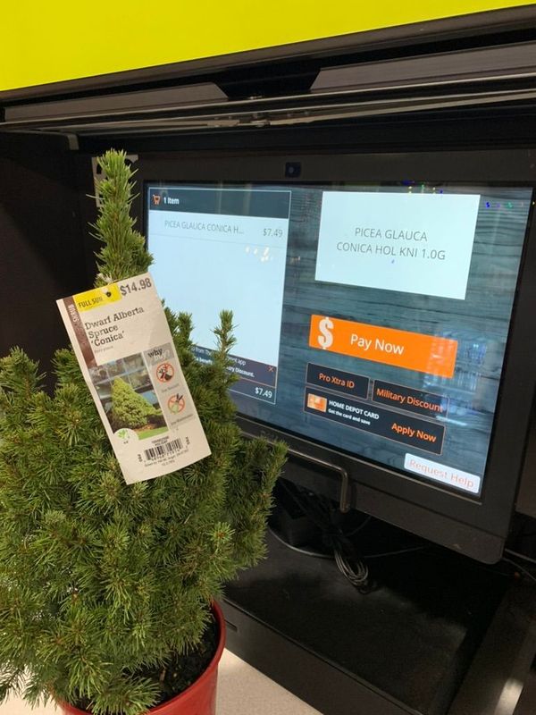 Dwarf Alberta Spruce 1 — Prune — 2022-12-16