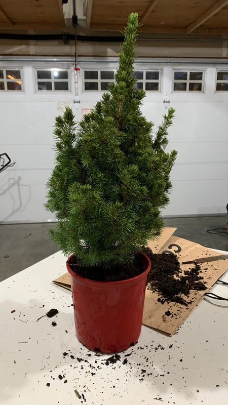 Dwarf Alberta Spruce 1 — Prune — 2022-12-16