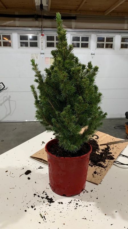 Dwarf Alberta Spruce 1 — Prune — 2022-12-16