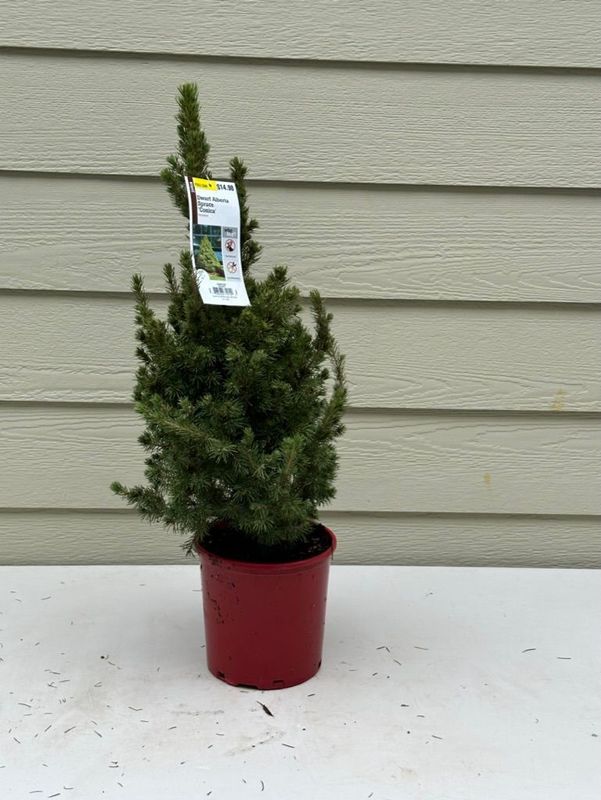 Dwarf Alberta Spruce 1 — Dec 27