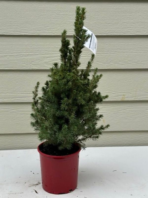 Dwarf Alberta Spruce 1 — Observation — 2022-12-27