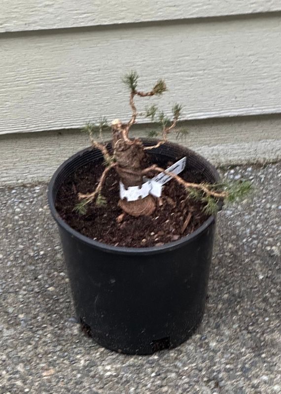 Dwarf Alberta Spruce 1 — Mar 7