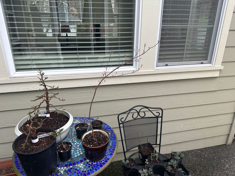 Dwarf Alberta Spruce 1 — Mar 20