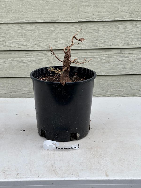 Dwarf Alberta Spruce 1 — May 21