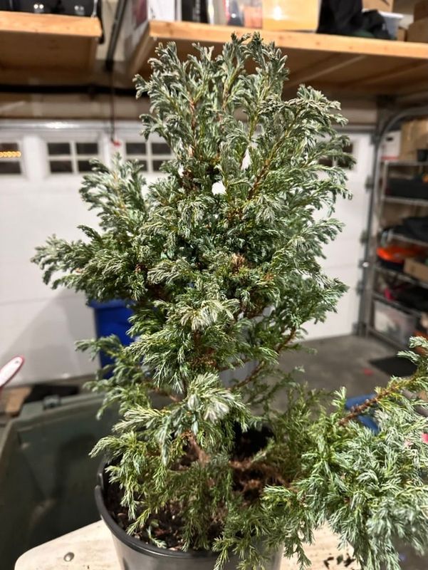 Sawara Cypress 1 — Dec 29