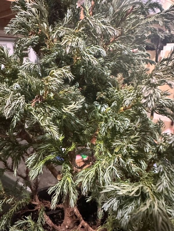 Sawara Cypress 1 — Prune — 2022-12-29