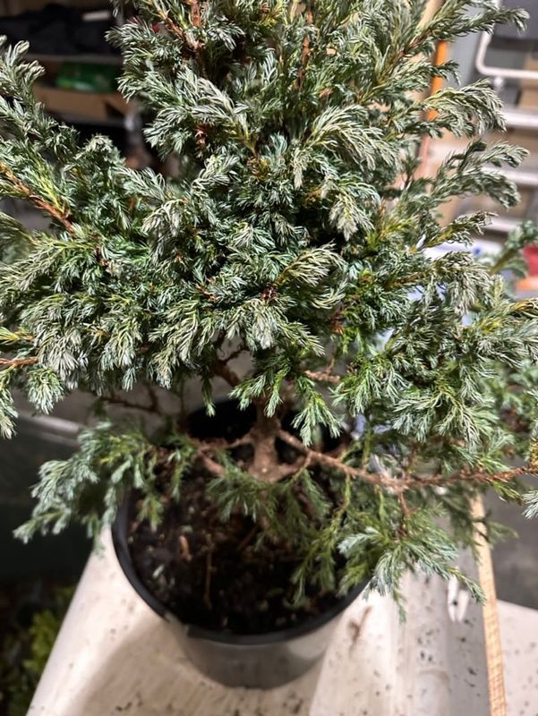Sawara Cypress 1 — Prune — 2022-12-29