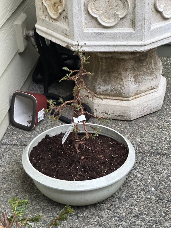 Sawara Cypress 1 — Mar 7