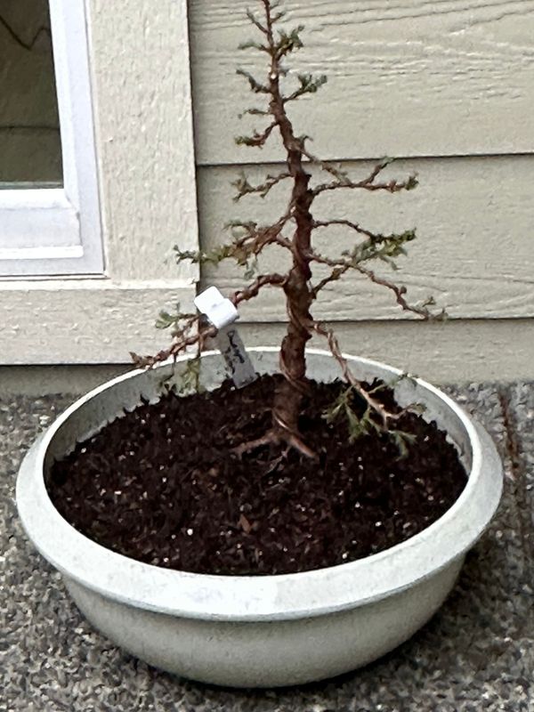 Sawara Cypress 1 — Observation — 2023-03-07