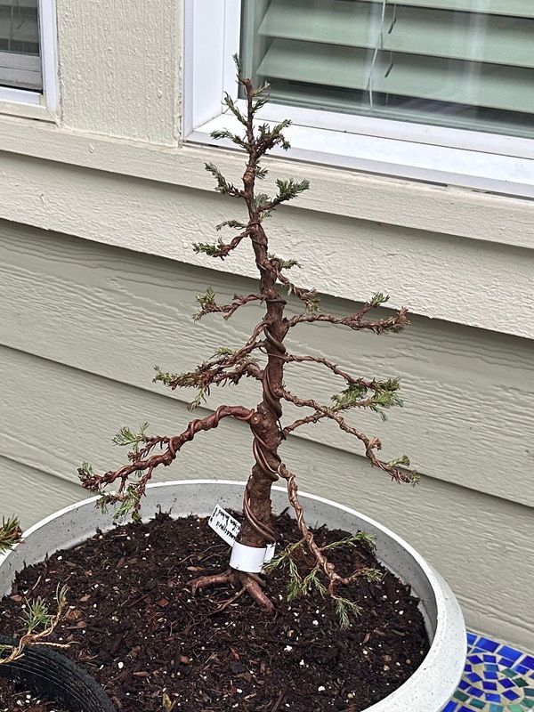 Sawara Cypress 1 — Mar 20