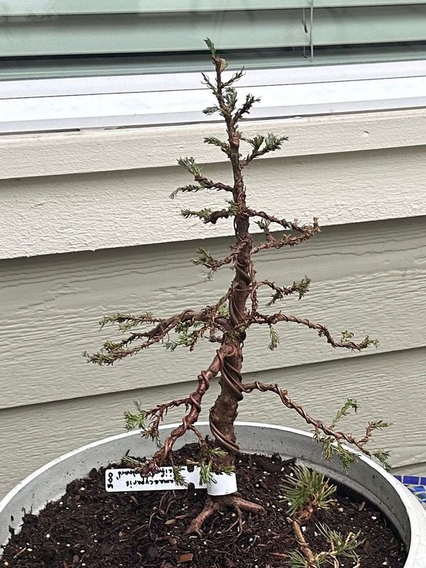 Sawara Cypress 1 — Observation — 2023-03-20