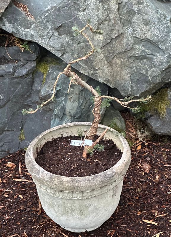 Dwarf Alberta Spruce 2 — Mar 7