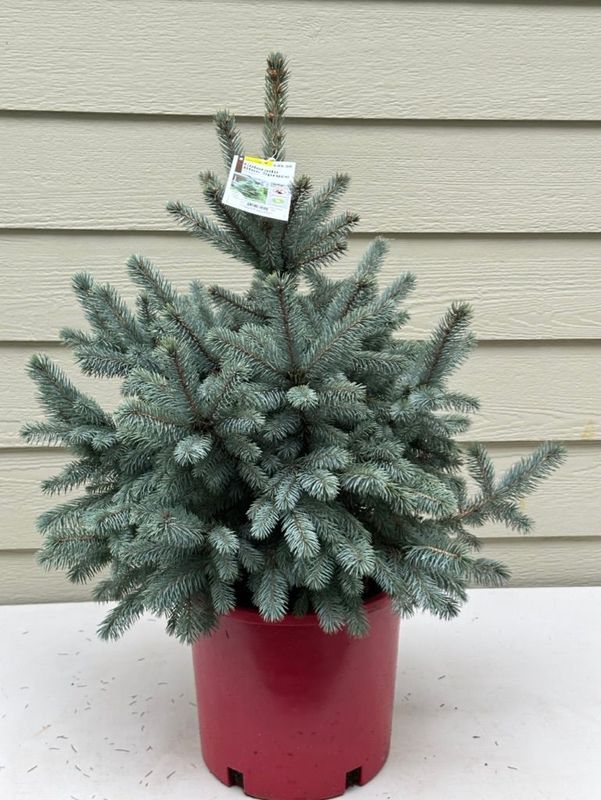 Colorado Blue Spruce 1 — Observation — 2022-12-27