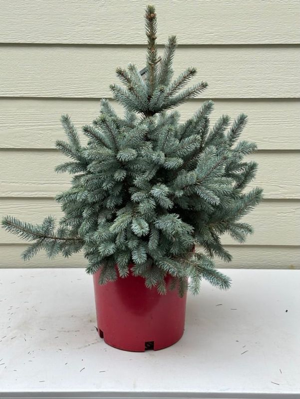 Colorado Blue Spruce 1 — Observation — 2022-12-27