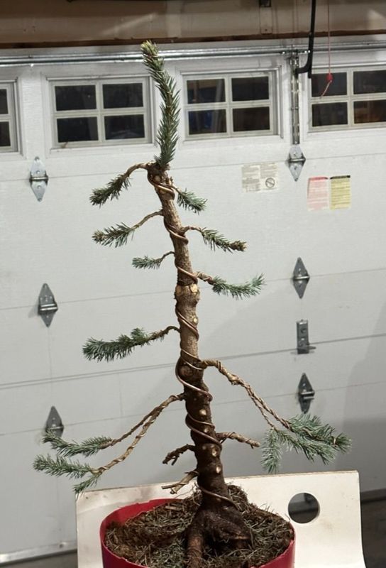 Colorado Blue Spruce 1 — Observation — 2023-01-08