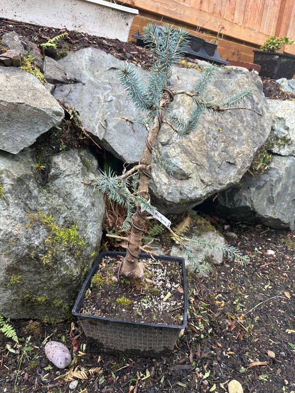 Colorado Blue Spruce 1 — Observation — 2024-04-05