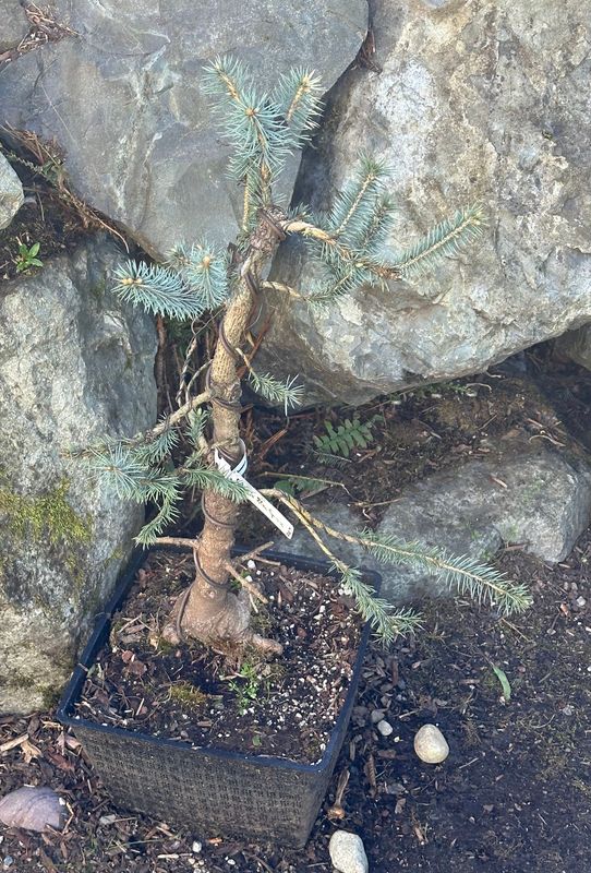Colorado Blue Spruce 1 — Observation — 2024-04-22