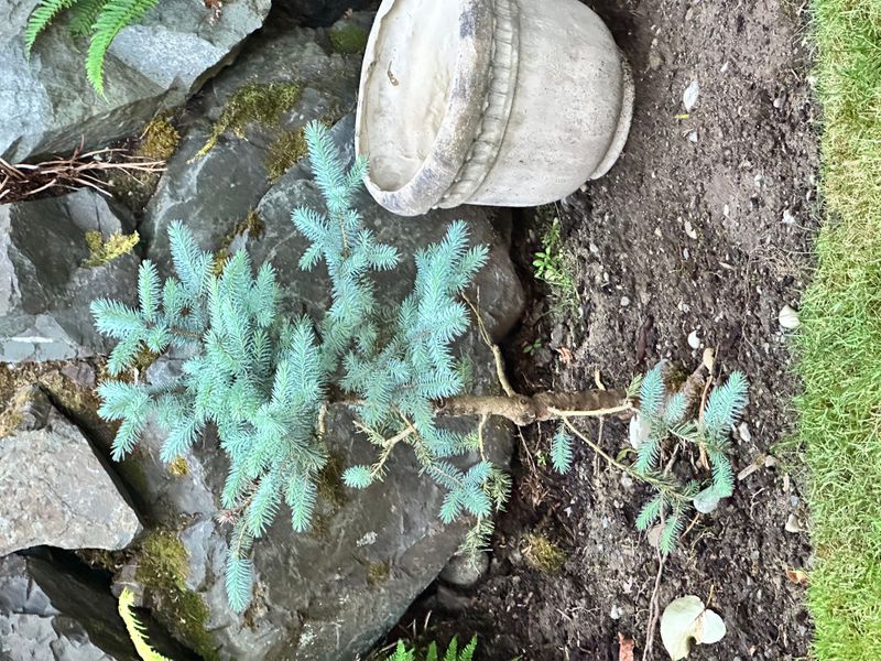 Colorado Blue Spruce 1 — Observation — 2025-06-12