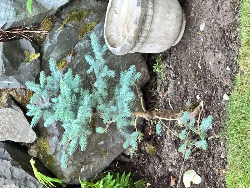 Colorado Blue Spruce 1 — Observation — 2025-06-12