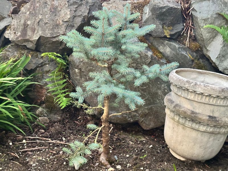 Colorado Blue Spruce 1 — Observation — 2025-07-14