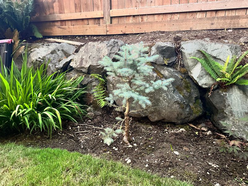 Colorado Blue Spruce 1 — Observation — 2025-07-14