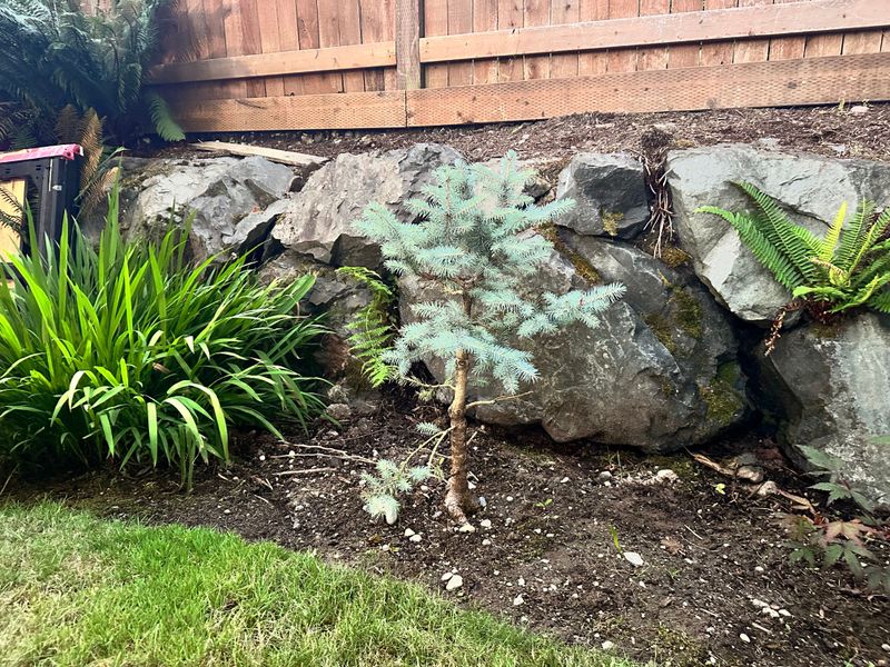 Colorado Blue Spruce 1 — Observation — 2025-07-14