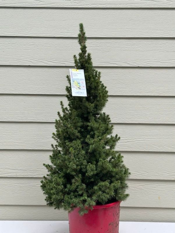 Dwarf Alberta Spruce 3 — Dec 27