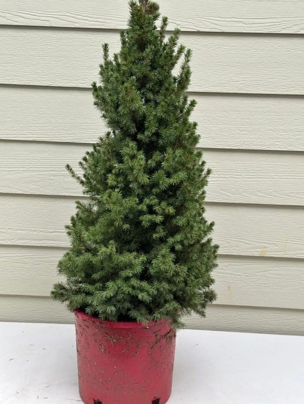 Dwarf Alberta Spruce 3 — Observation — 2022-12-27
