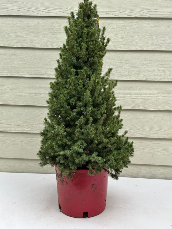 Dwarf Alberta Spruce 3 — Observation — 2022-12-27