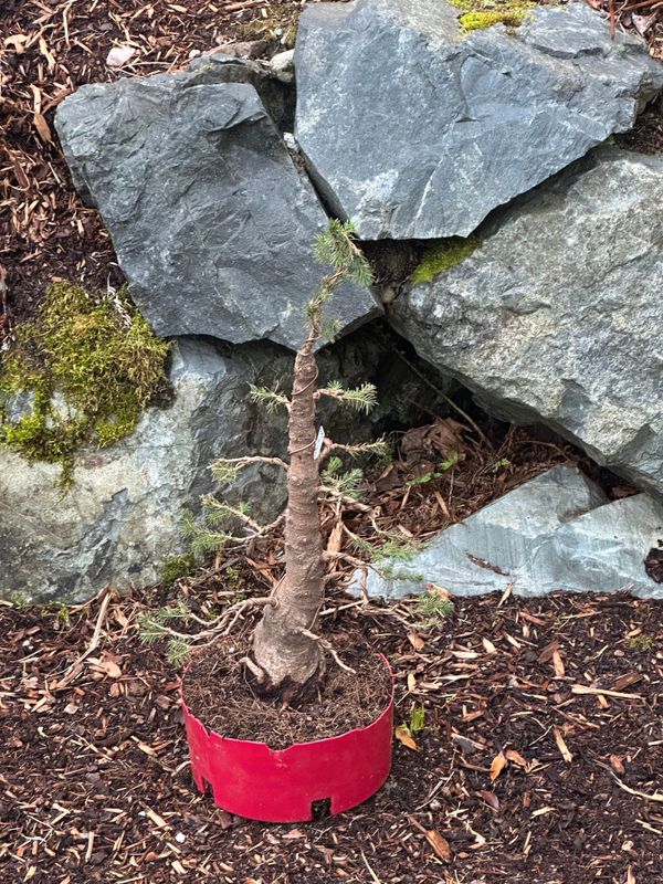 Dwarf Alberta Spruce 3 — Mar 7