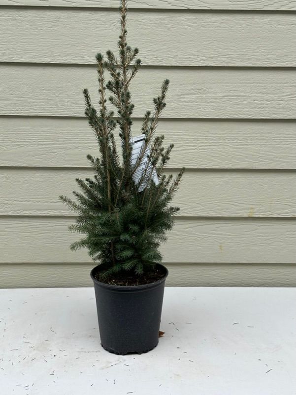 Colorado Blue Spruce 2 — Observation — 2022-12-27