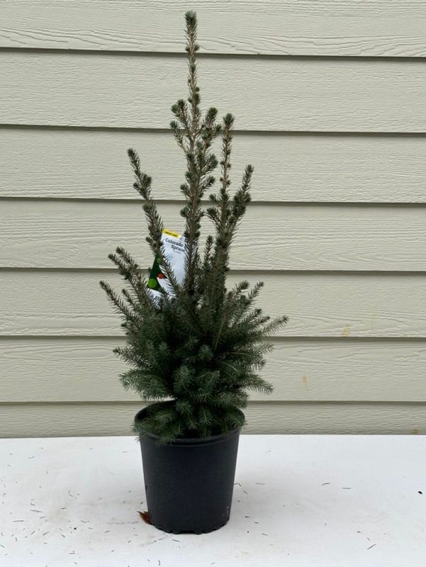 Colorado Blue Spruce 2 — Observation — 2022-12-27