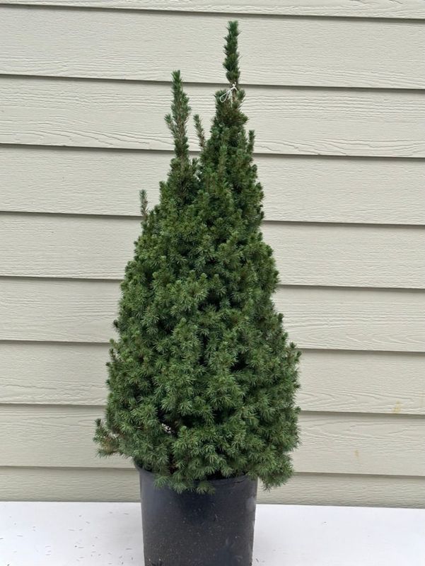 Dwarf Alberta Spruce 4 — Dec 27