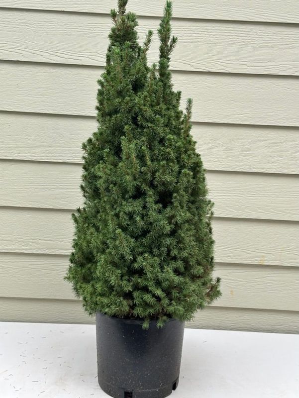 Dwarf Alberta Spruce 4 — Observation — 2022-12-27